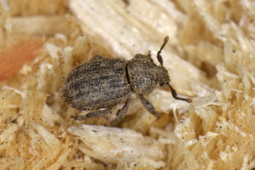 Trachyphloeus?